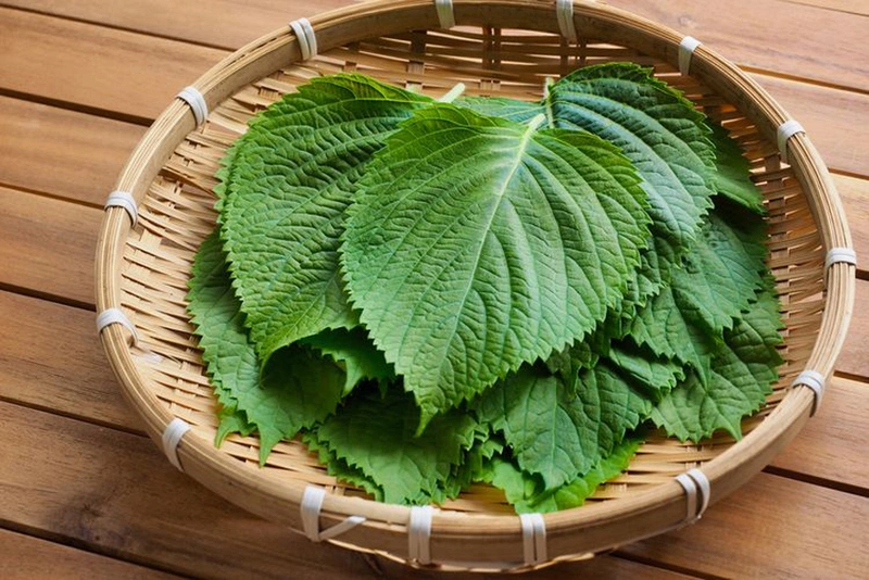 Trị nám bằng lá tía tô thường được nhiều người áp dụng